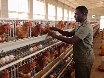 Les éleveurs sénégalais réclament un moratoire sur les projets étrangers d’œufs Afrique-Asie